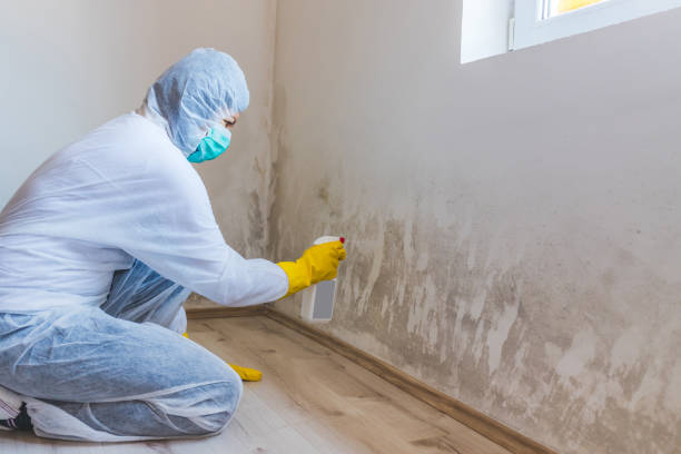 Professional mold removal team in New Hill