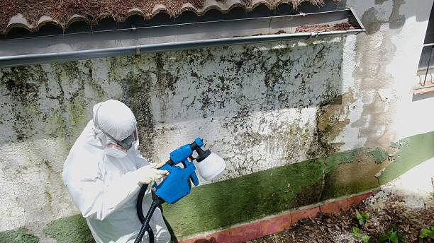 Mold Removal service in New Hill